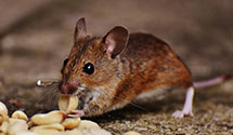 24 Hour & Emergency Exterminators in Leonardsville, NY